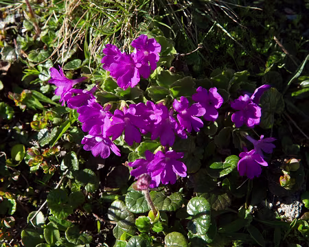 FM9A1793 Primevère hirsute (Primula hirsuta All., 1773)