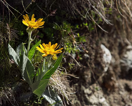 FM9A1806 Séneçon doronic (Senecio doronicum (L.) L. subsp. doronicum)