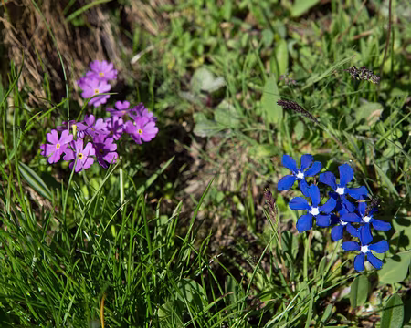 FM9A1820 Primevère farineuse (Primula farinosa L., 1753) et Gentiane printanière (Gentiana verna L., 1753)