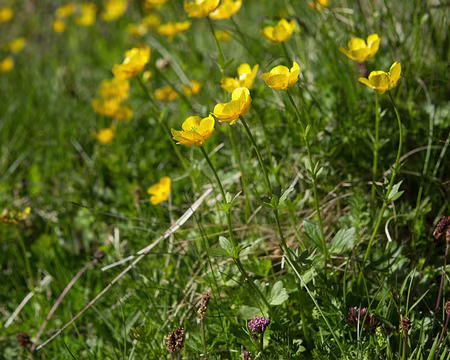 FM9A1832 Renoncule des montagnes (Ranunculus montanus Willd., 1799)