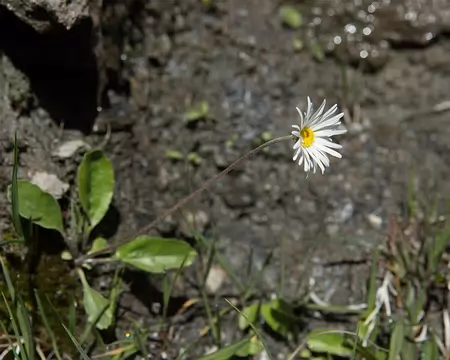 FM9A1843 Aster de Micheli (Bellidiastrum michelii Cass., 1817)