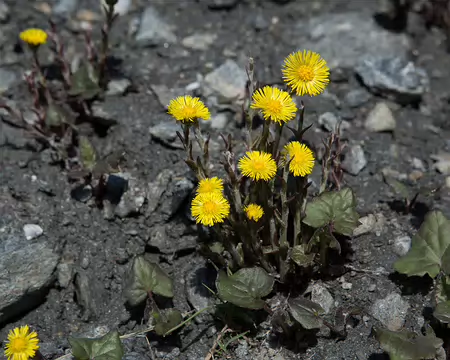 FM9A1859 Tussilage (Tussilago farfara L., 1753)