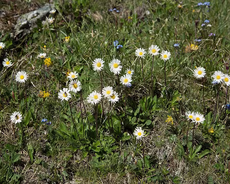 FM9A1866 Aster de Micheli (Bellidiastrum michelii Cass., 1817)