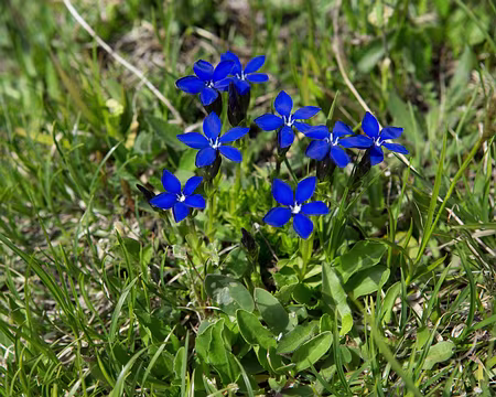 FM9A1904 Gentiane printanière (Gentiana verna L., 1753)