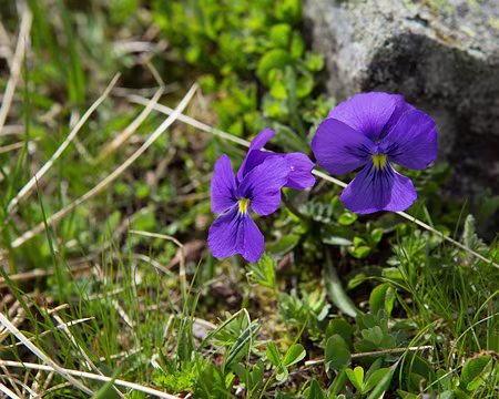 FM9A1946 Pensée des Alpes (Viola calcarata L., 1753)