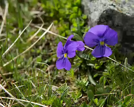 FM9A1946 Pensée des Alpes (Viola calcarata L., 1753)