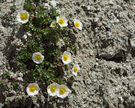 FM9A1989 Renoncule des glaciers (Ranunculus glacialis L., 1753)