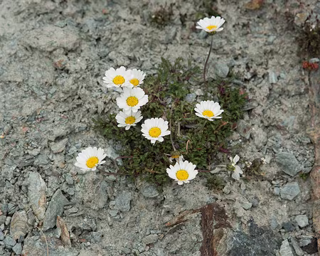 FM9A2024 Petite marguerite (Leucanthemopsis alpina subsp. minima (Vill.) Holub, 1977)