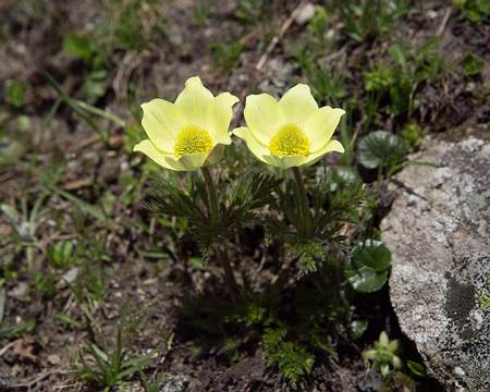 FM9A2031z1561 Pulsatille souffrée (Pulsatilla alpina subsp. apiifolia (Scop.) Nyman, 1878)
