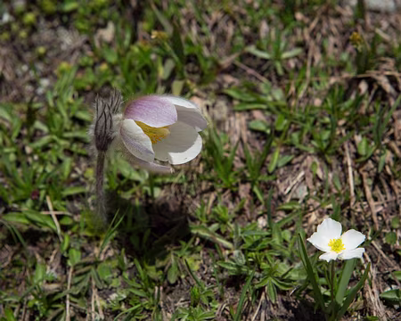 FM9A2032 Pulsatille printanière (Pulsatilla vernalis (L.) Mill., 1768) et Renoncule de kuepfer (Ranunculus kuepferi Greuter & Burdet, 1987)