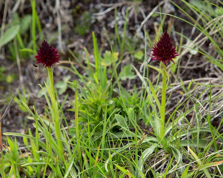FM9A2068 Nigritelle noire (Gymnadenia nigra subsp. rhellicani (Teppner & E.Klein) J.M.Tison, 2010)