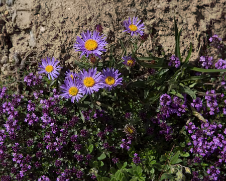 FM9A2086 Aster des Alpes (Aster alpinus L. subsp. alpinus) et Thym (Thymus polytrichus)