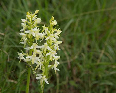FM9A2128 Orchis à deux feuilles (Platanthera bifolia (L.) Rich., 1817)