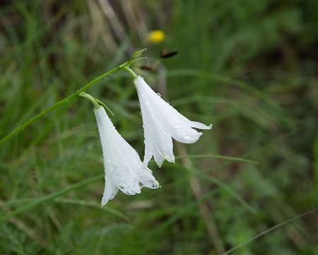 FM9A2134 Lis de Saint-Bruno (Paradisea liliastrum (L.) Bertol., 1840)
