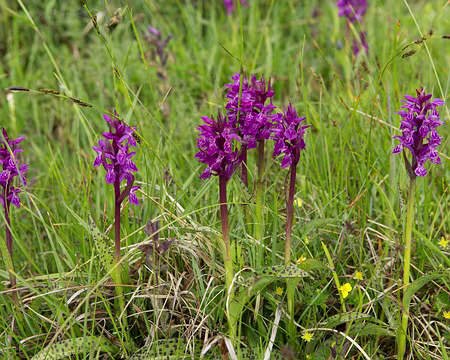 FM9A2142 Orchis incarnat (Dactylorhiza incarnata var. reichenbachii Gathoye & D.Tyteca, 1994)