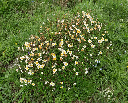 FM9A2143 Dryade à huit pétales (Dryas octopetala L., 1753)