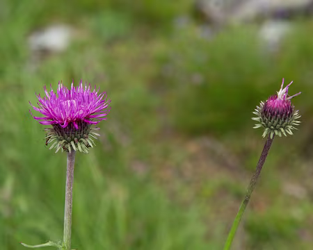 FM9A2146 Chardon à pédoncules nus (Carduus defloratus L. subsp. defloratus)