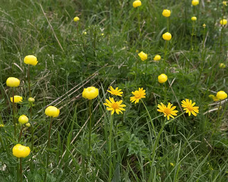 FM9A2152 Trolle d'Europe (Trollius europaeus L., 1753) et Séneçon doronic (Senecio doronicum (L.) L. subsp. doronicum)