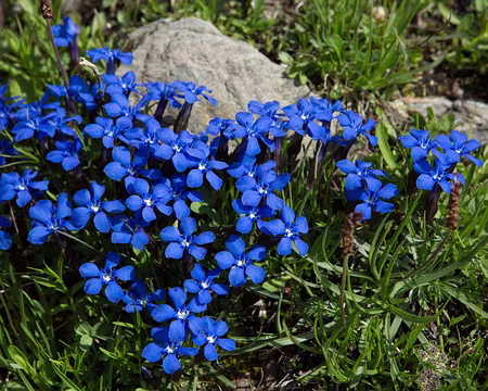 FM9A2194 Gentiane printanière (Gentiana verna L., 1753)