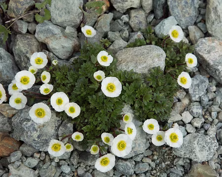 FM9A2276 Renoncule des glaciers (Ranunculus glacialis L., 1753)