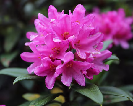 04_IMG_7656z1565 Rhododendron