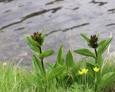 17_IMG_7670 Gentiane pourpre