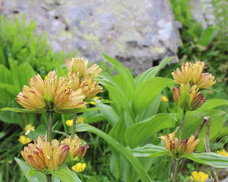 19_IMG_7673 Grande gentiane