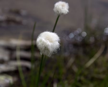 56_IMG_7712 Linaigrettes