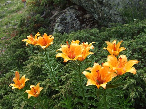 Christophe Christophe D, détail sortie