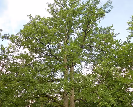 PXL000 Carrefour du Chêne feuillu