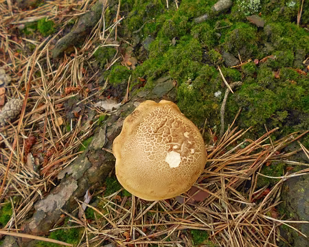 PXL003 Bolet des pins