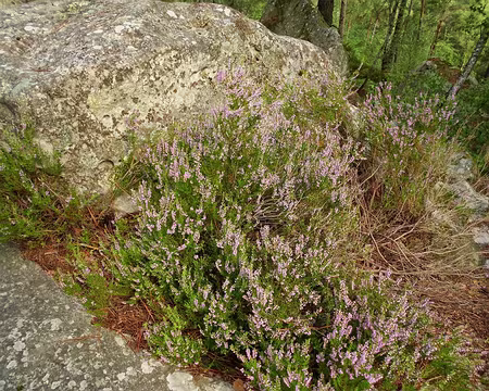 PXL013 Callune ou fausse bruyère. Merci à Claude