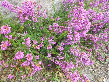 Dominique Dominique F, détail sortie