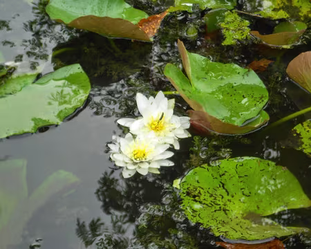 PXL033 Nénuphars. Merci à Jean-Claude de nous avoir proposé une rando sur les bords de la Marne et se terminant par un concert.