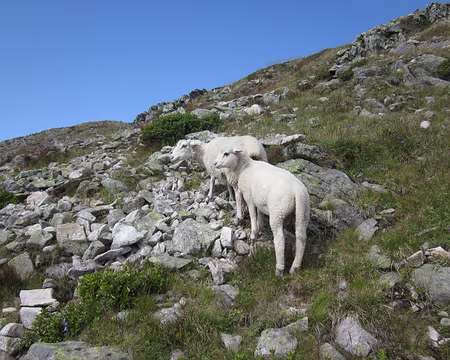 DSC04289b Ne poussez pas nous sommes des moutons !