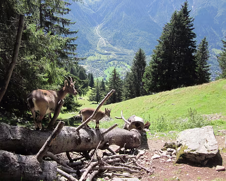 DSC04307b Passage par le parc animalier de Merlet