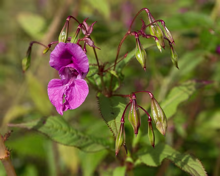 FM9A6608 Impatiente glanduleuse (Impatiens glandulifera Royle, 1833)