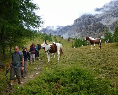 PXL011 Des chevaux très familiers