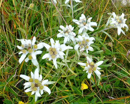 PXL029 Ici l'edelweiss pousse SAUVAGEMENT