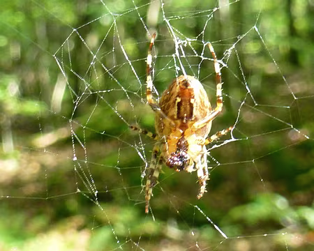PXL010 Araignée d'automne