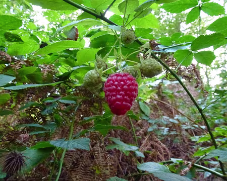 PXL013 La dernière framboise?