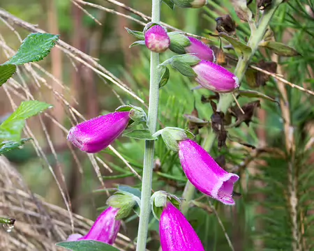 IMG_8562 Départ de la Ferté Saint Aubin