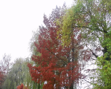 PXL031 Cyprès chauve