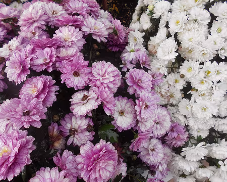 PXL036 Merci à Alfred pour la très intéressante visite guidée du centre historique d'Etampes et de son Musée intercommunal.