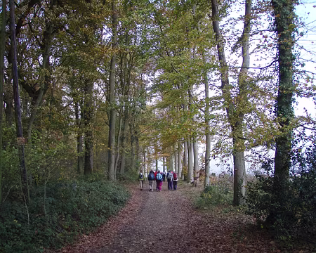 005 Arbres aux feuilles d'or