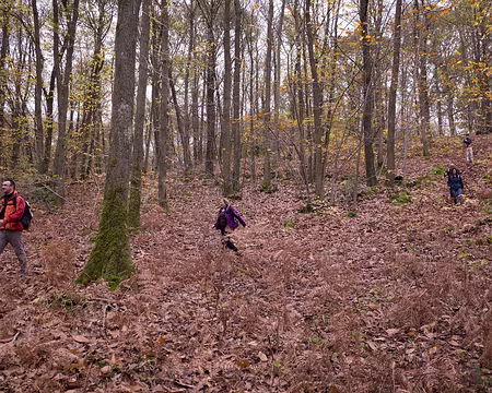 5 Gambadons dans les bois