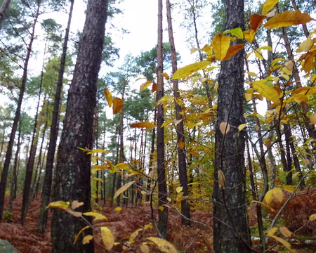 PXL008 Les guêpes fleurissent vert