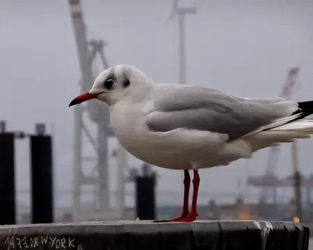 PXL075 mouette rieuse et hambourgeoise