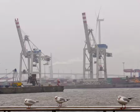 PXL082 mouettes à l'affût