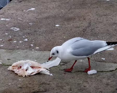 PXL083 bien fait d'attendre